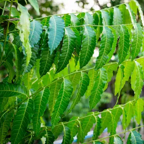 Neem Tree